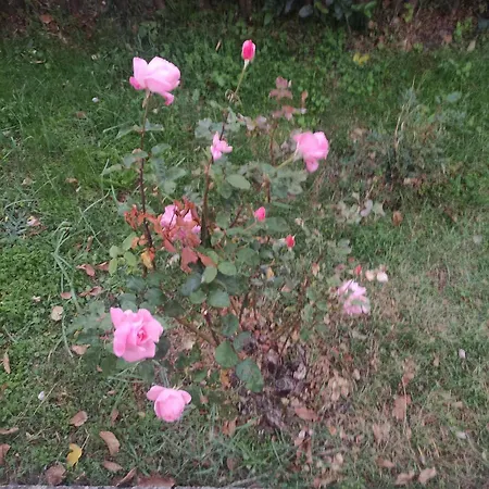 δυάρι ισόγειο παραδοσιακής οικίας με μεγάλο κήπο * Αράχωβα